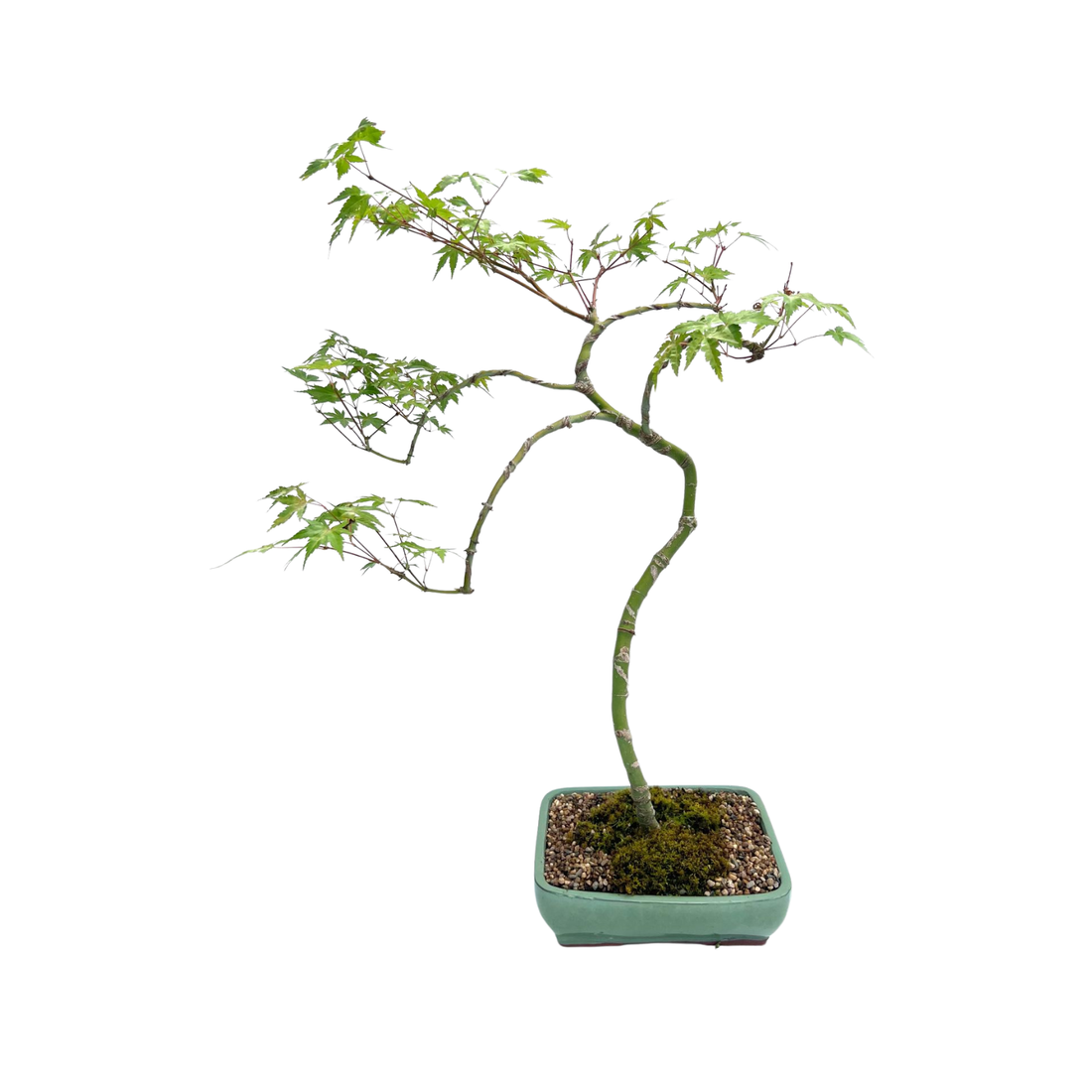 Japanese Maple Bonsai (2003)