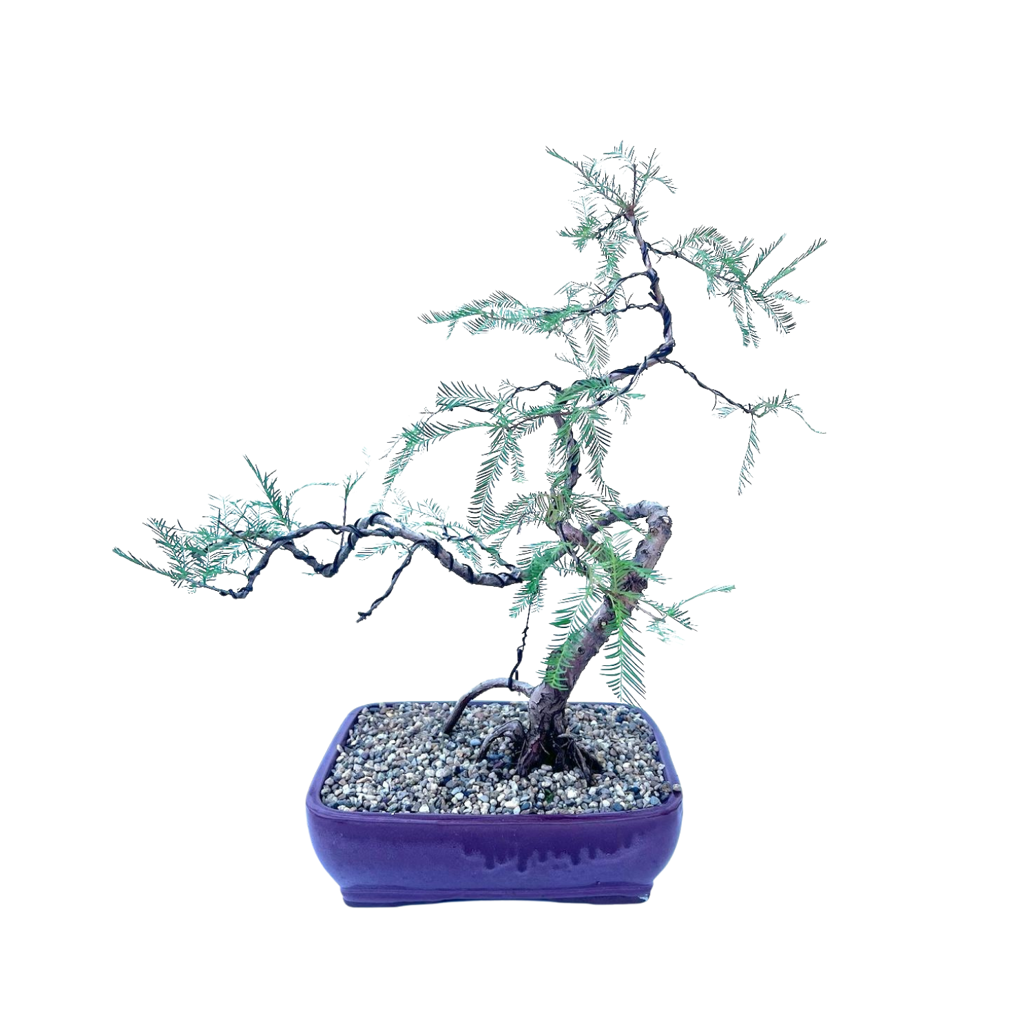 Swamp Cypress Bonsai (2006)