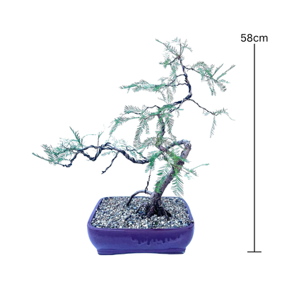 Swamp Cypress Bonsai (2006)