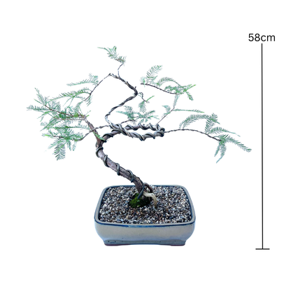 Swamp Cypress Bonsai (2005)