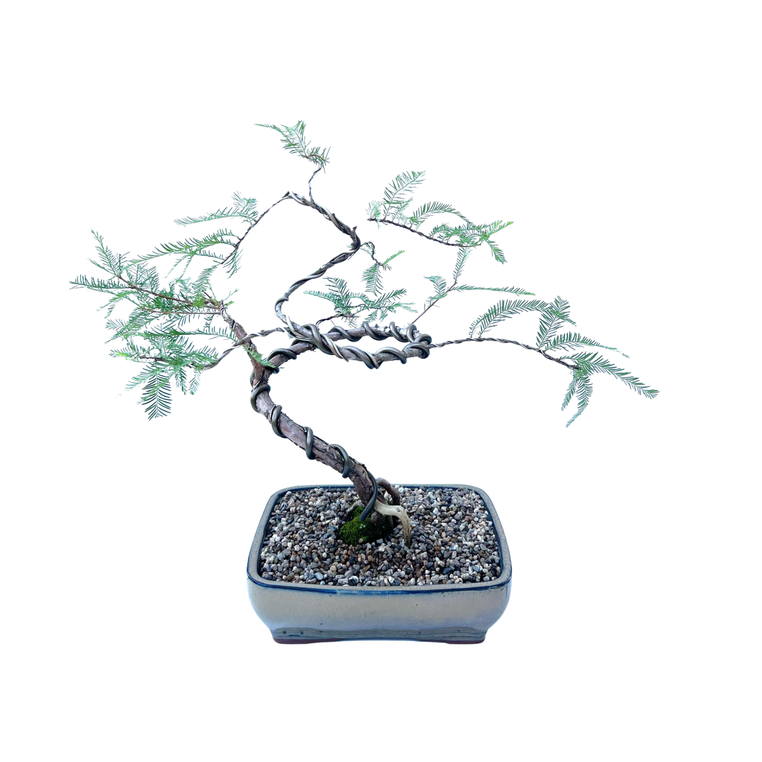 Swamp Cypress Bonsai (2005)