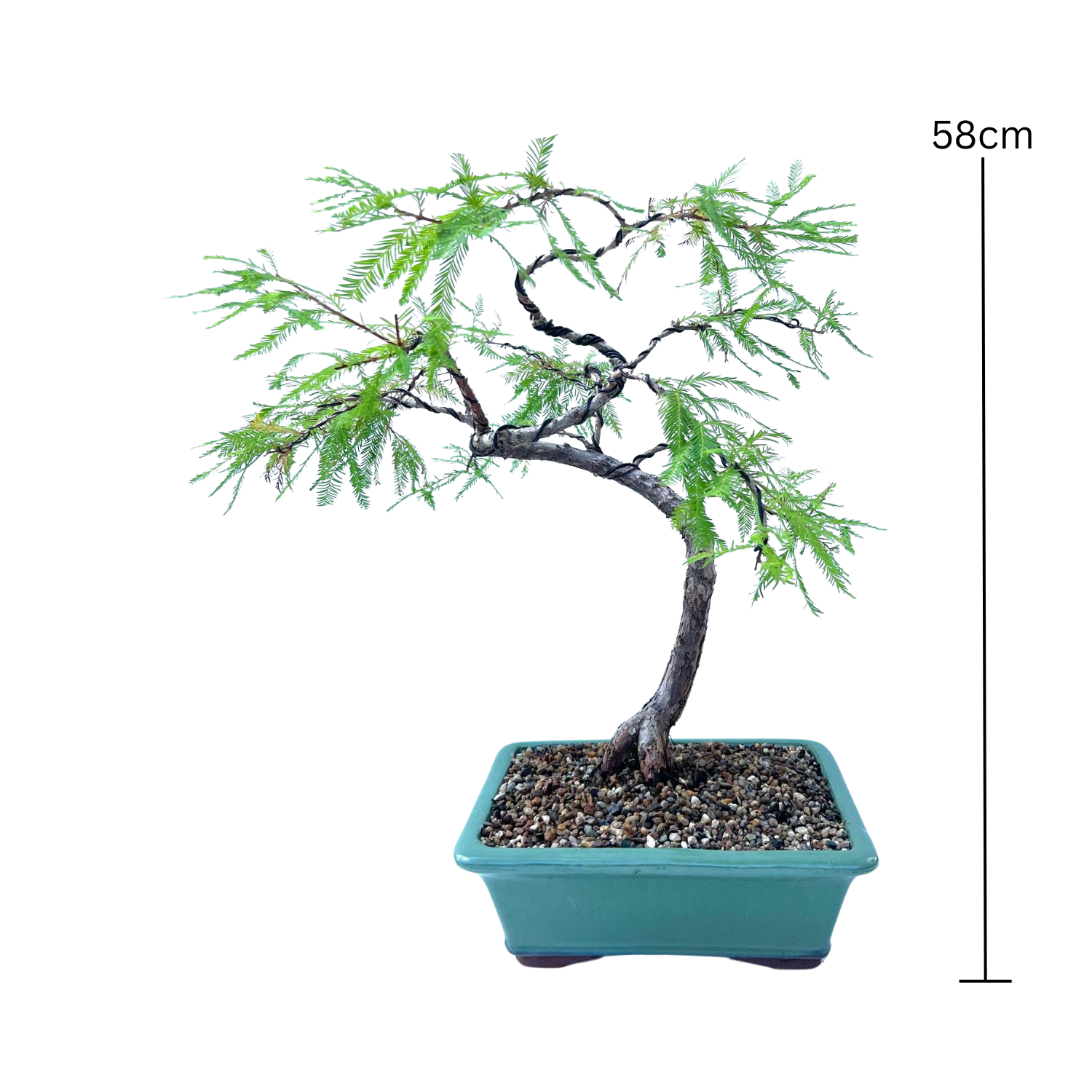 Swamp Cypress Bonsai (2007)