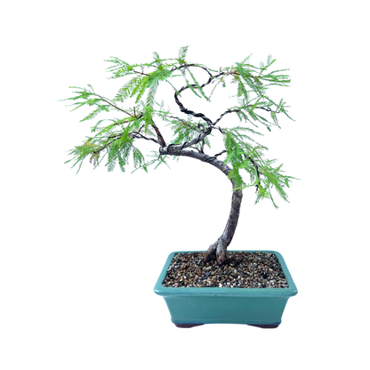 Swamp Cypress Bonsai (2007)