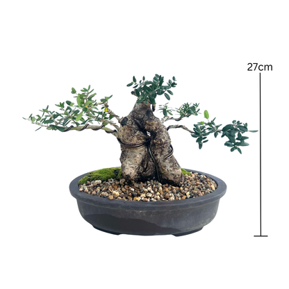 Olive Bonsai (1997)