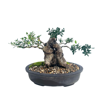 Olive Bonsai (1997)