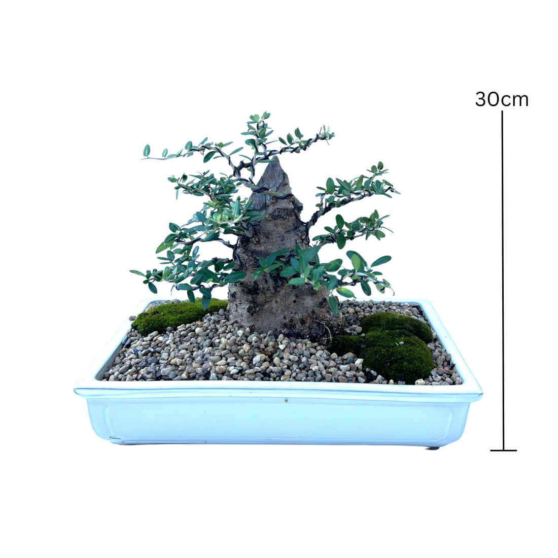 Olive Bonsai (1996)