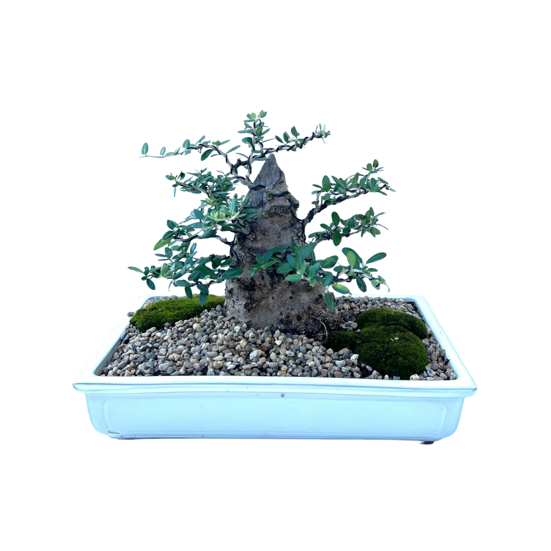 Olive Bonsai (1996)