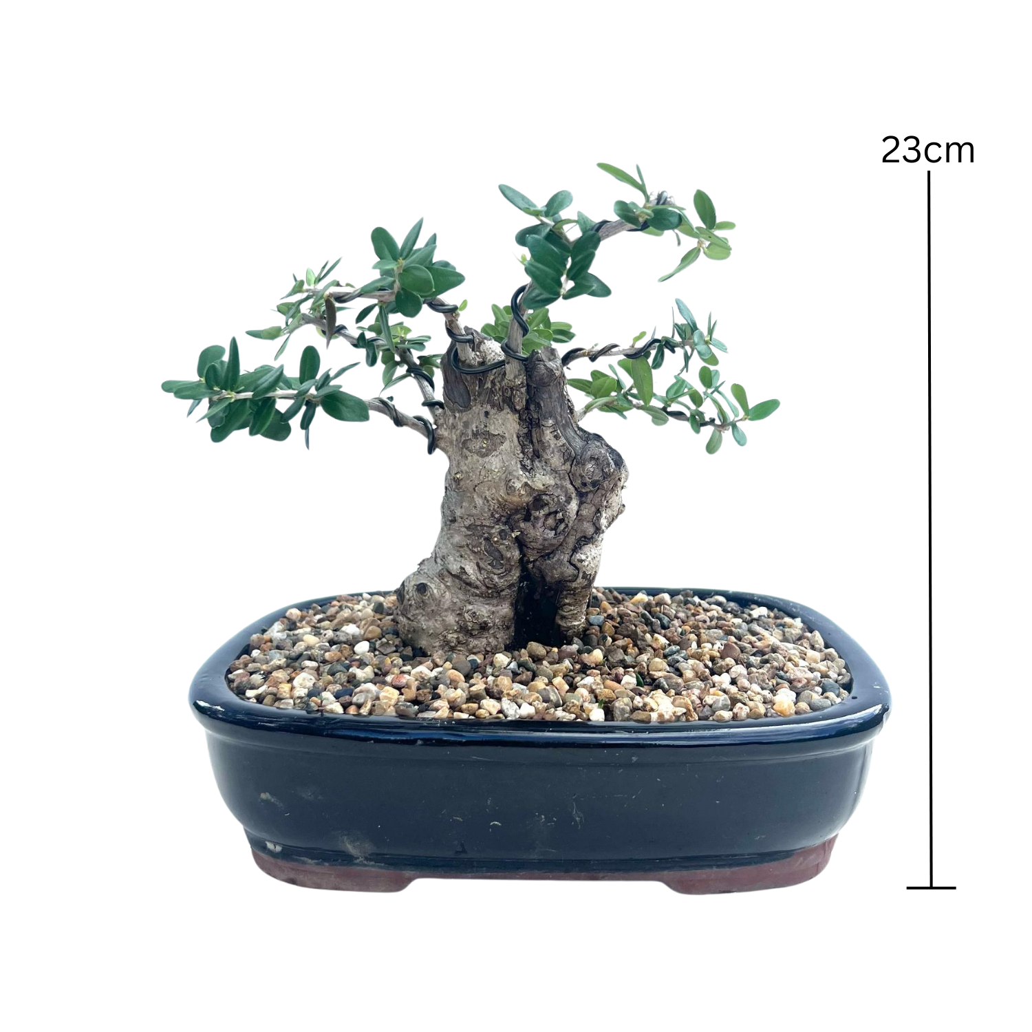 Olive Bonsai (1999)