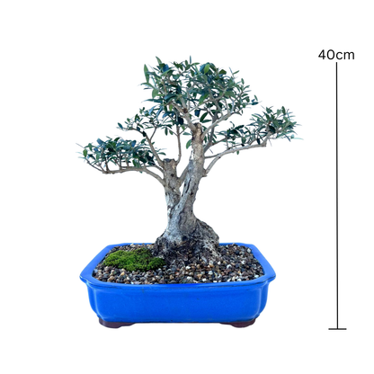 Olive Bonsai (1995)