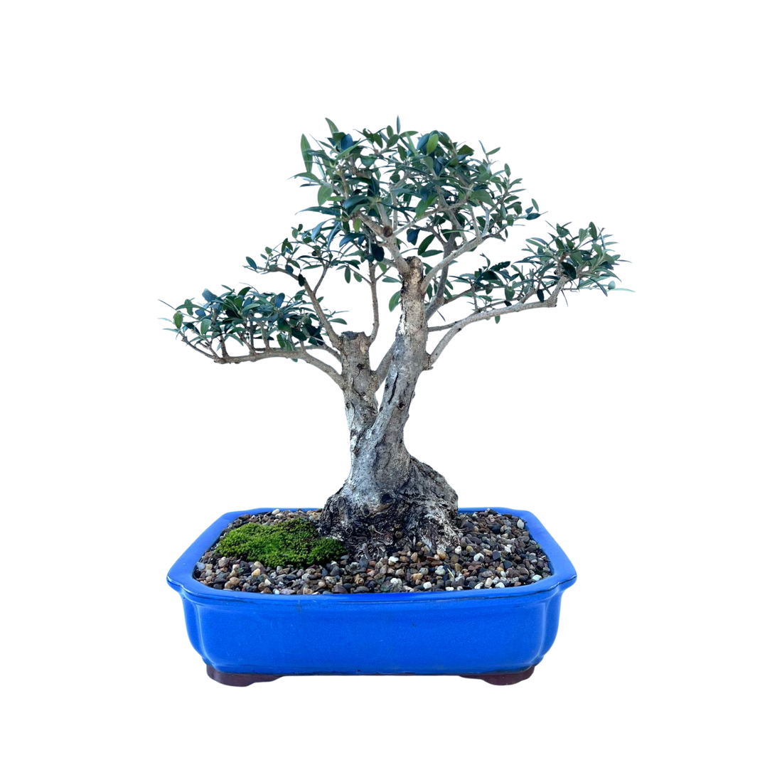 Olive Bonsai (1995)
