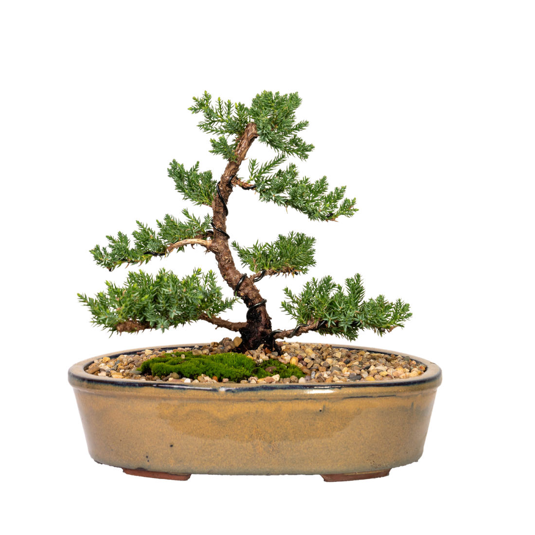 Juniper Bonsai (2010)