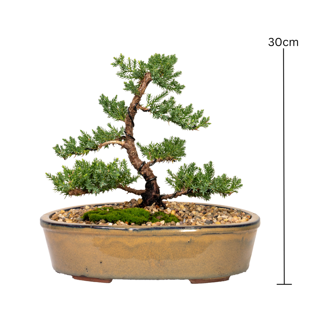 Juniper Bonsai (2010)