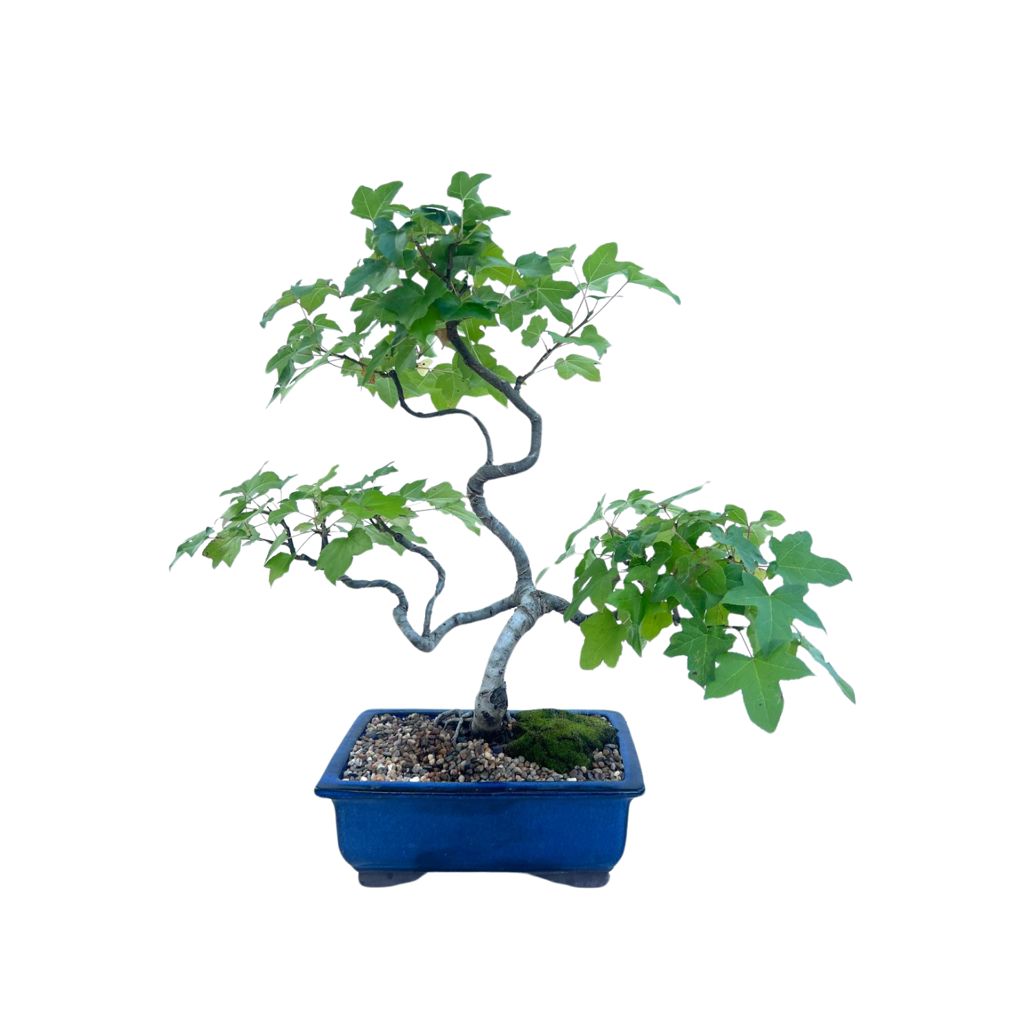liquid amber bonsai tree Liquidambar Bonsai (2000) – Bonsai at The Bay