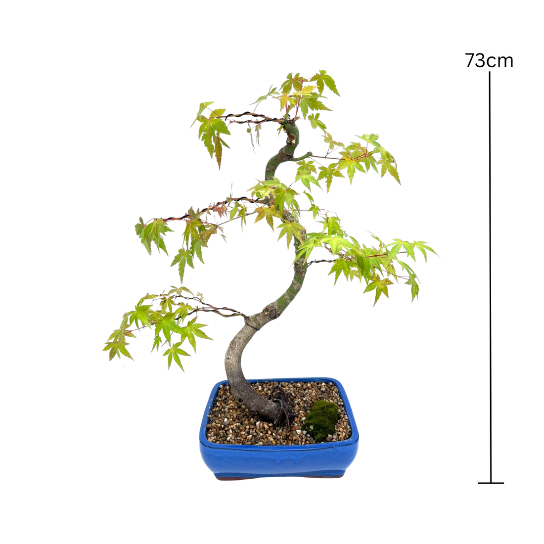 Japanese Maple Bonsai (1999)