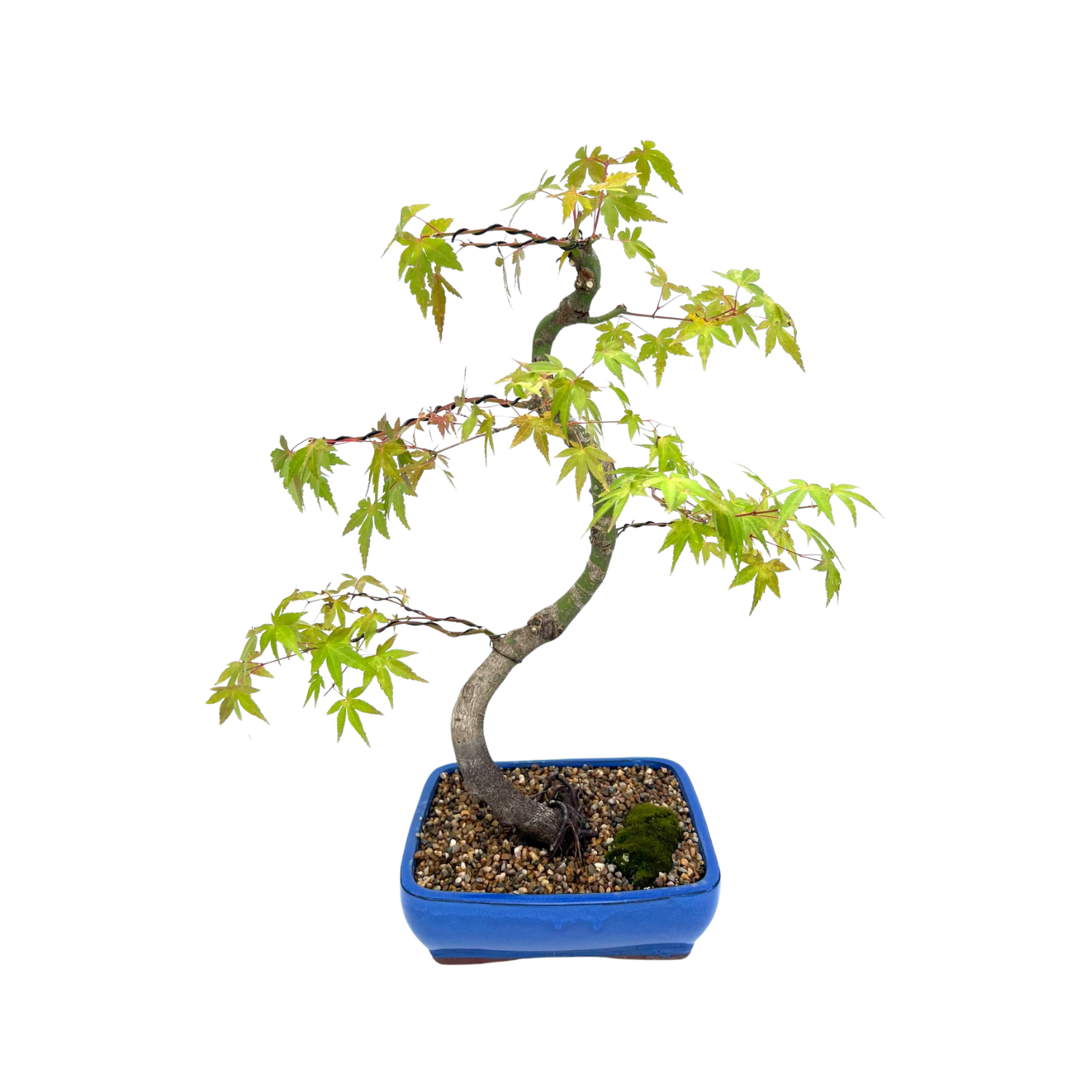 Japanese Maple Bonsai (1999)