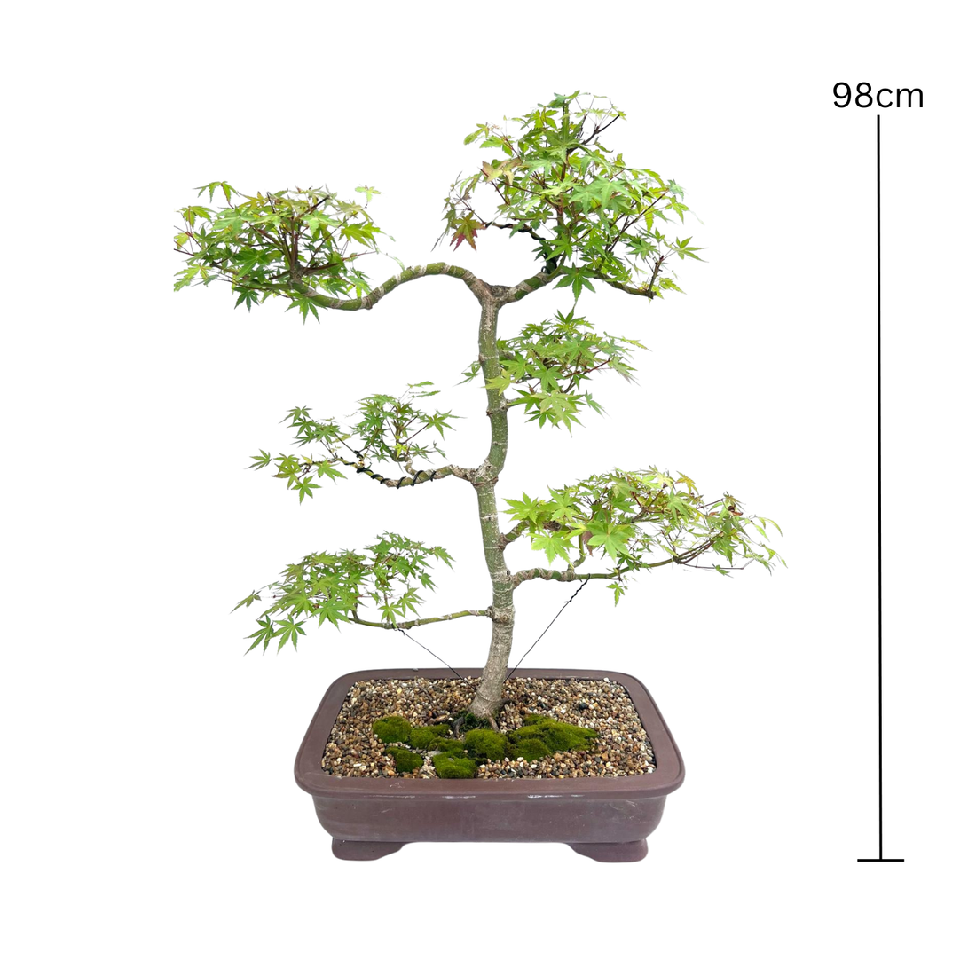Japanese Maple Bonsai (1996)