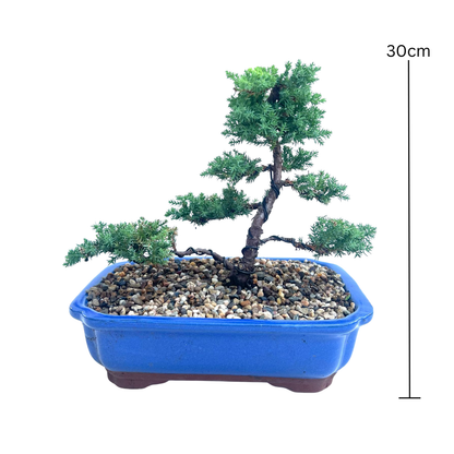 Juniper Bonsai (2015)