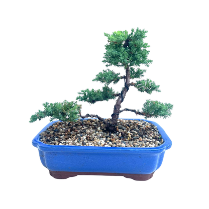 Juniper Bonsai (2015)