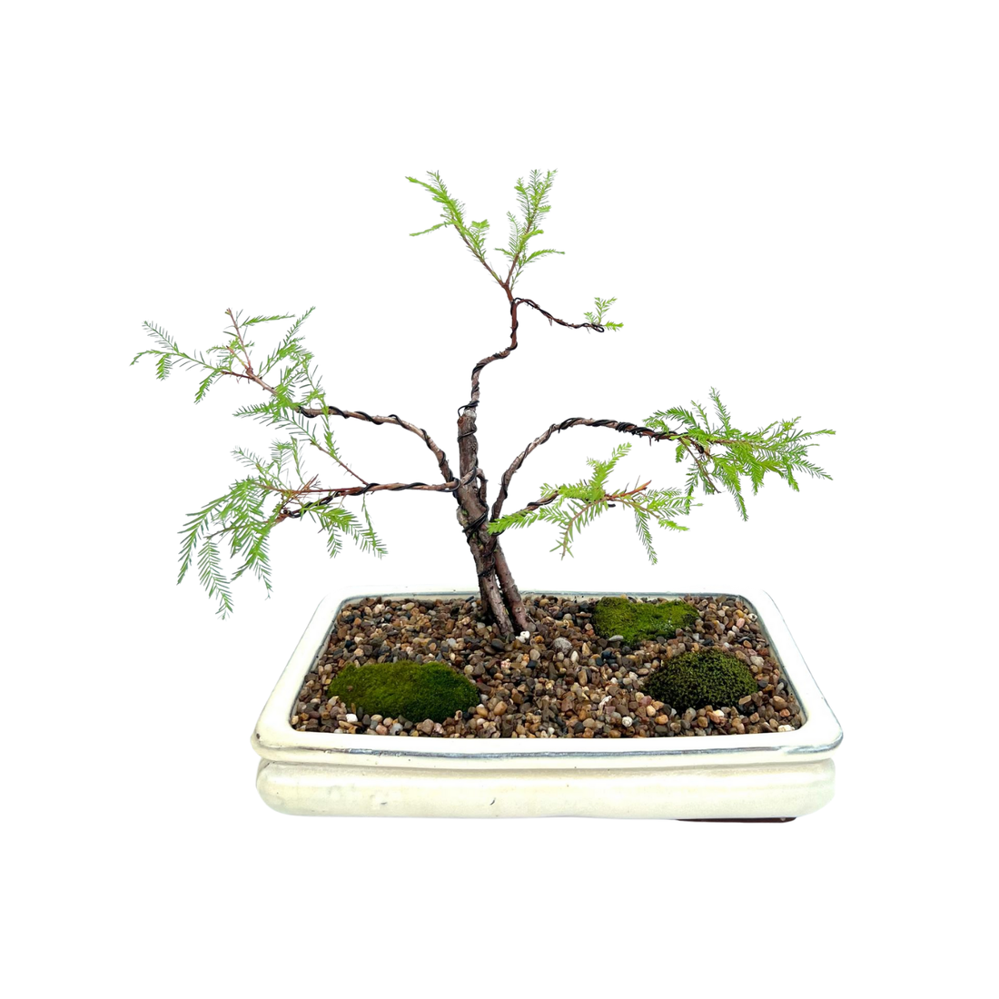 Swamp Cypress Bonsai (2014)