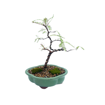 Swamp Cypress Bonsai (2016)