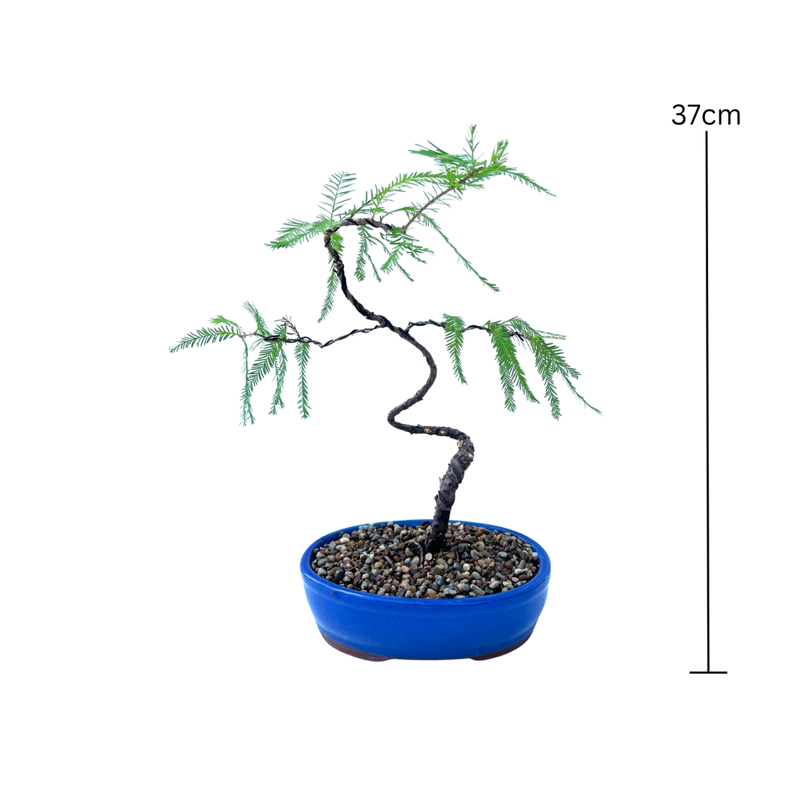 Swamp Cypress Bonsai (2015)