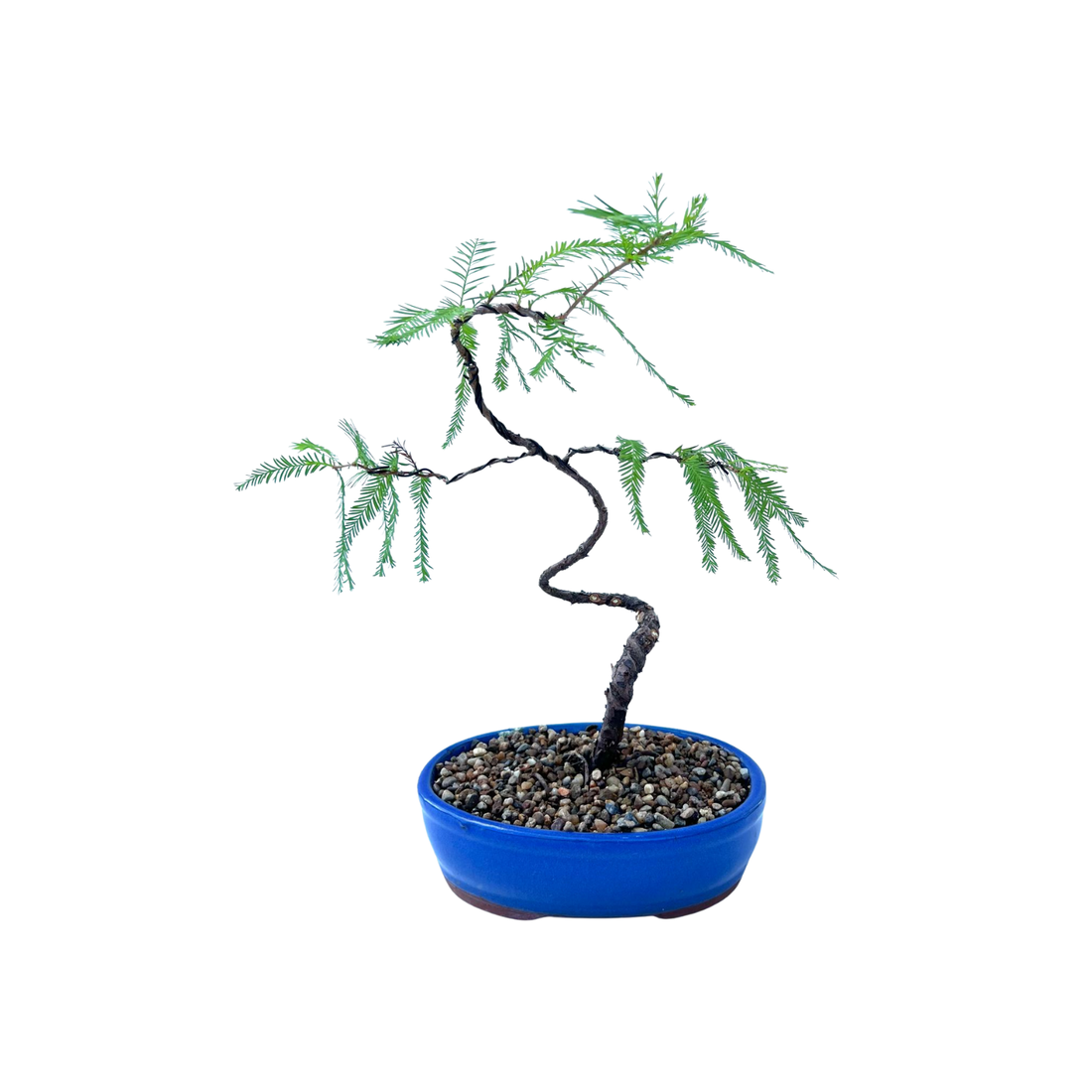 Swamp Cypress Bonsai (2015)