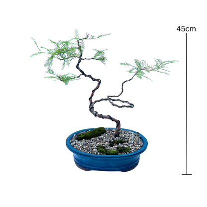 Swamp Cypress Bonsai (2015)