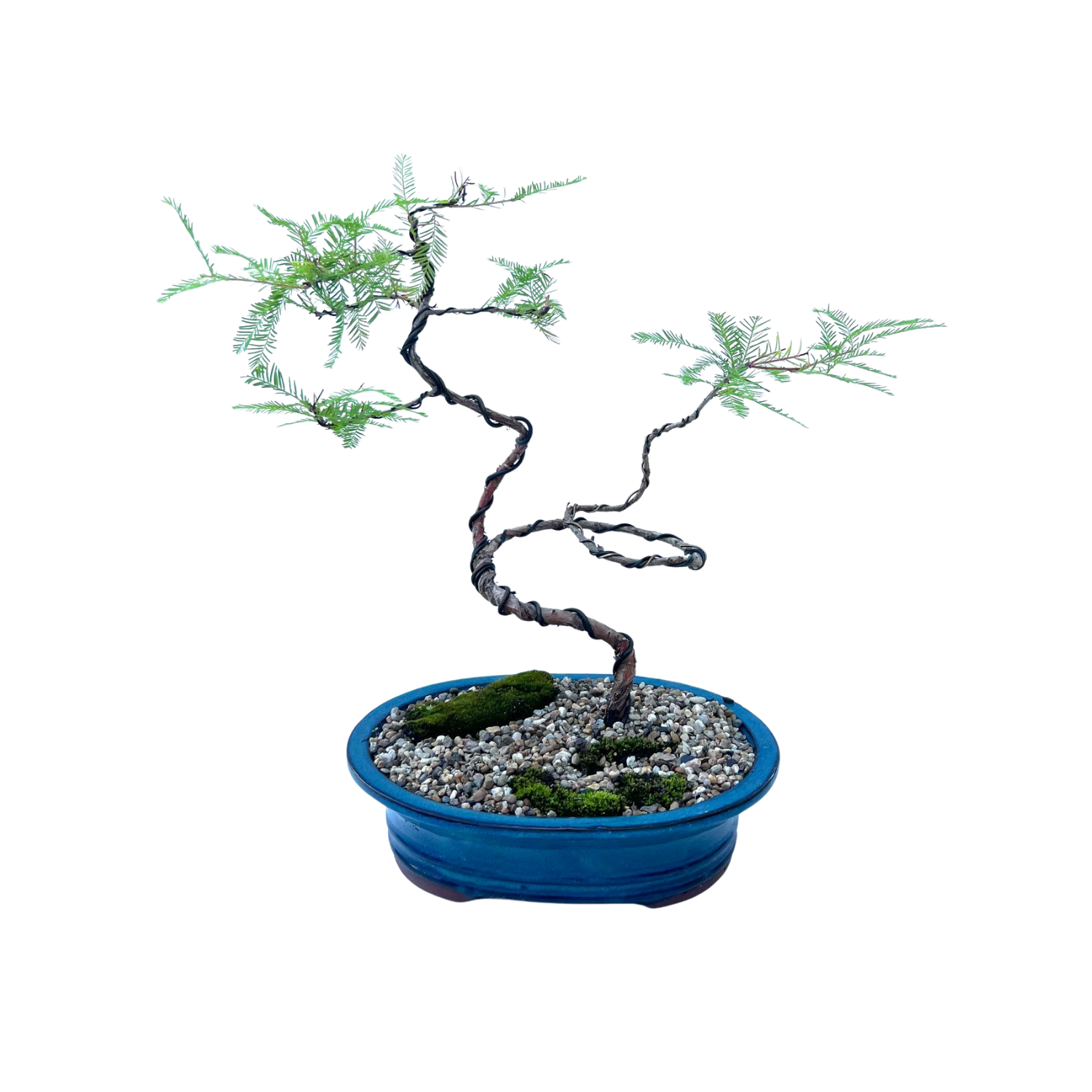 Swamp Cypress Bonsai (2015)