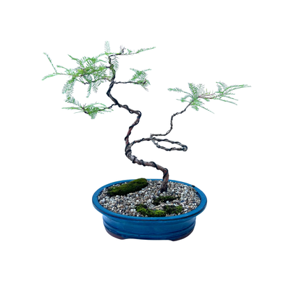 Swamp Cypress Bonsai (2015)