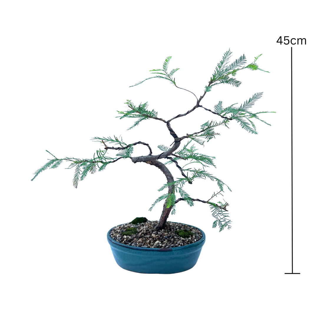 Swamp Cypress Bonsai (2009)