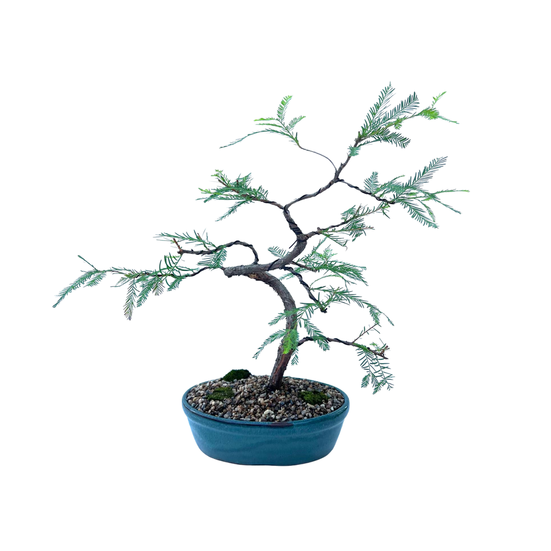 Swamp Cypress Bonsai (2009)