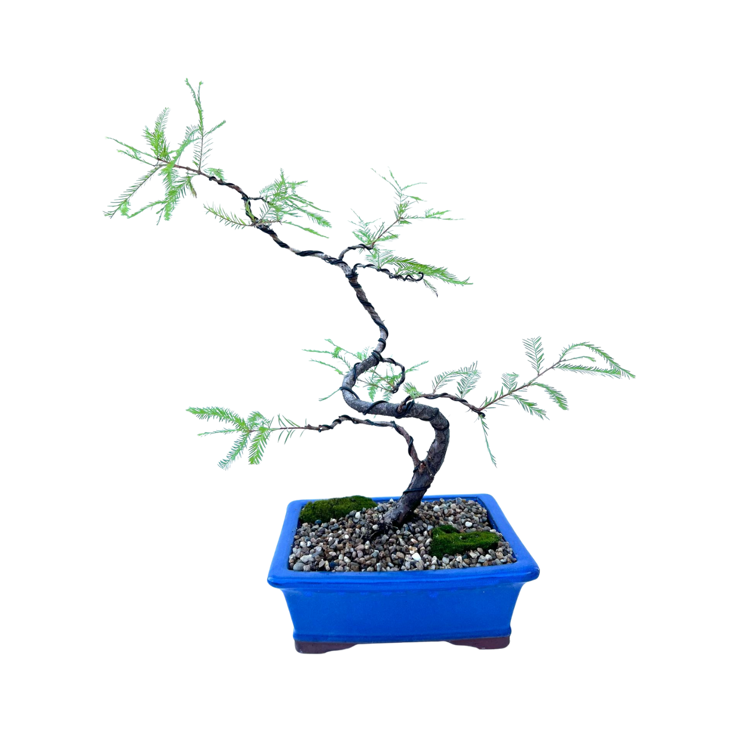 Swamp Cypress Bonsai (2010)