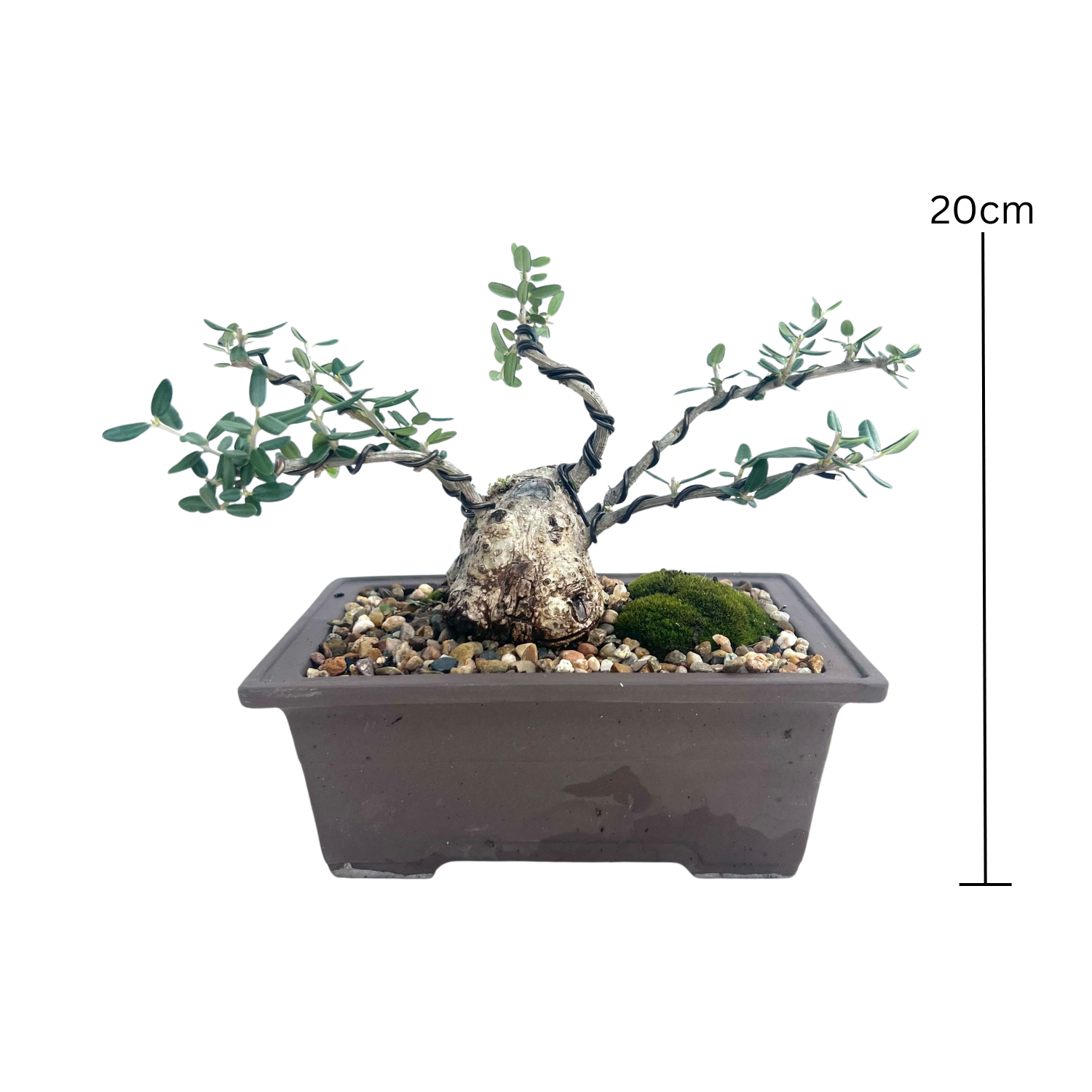 Olive Bonsai (2008)