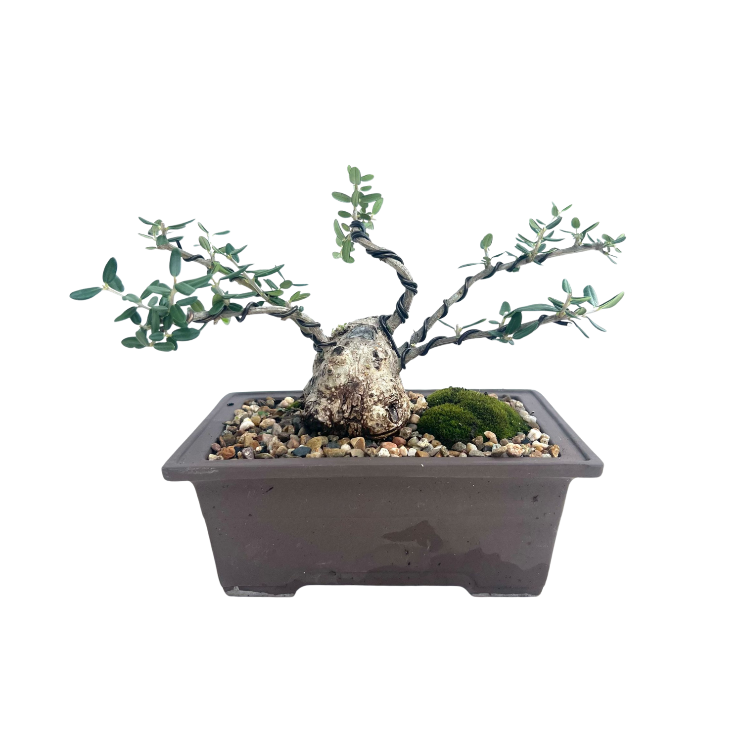 Olive Bonsai (2008)