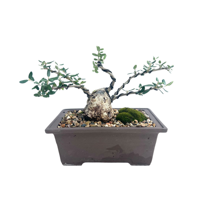 Olive Bonsai (2008)