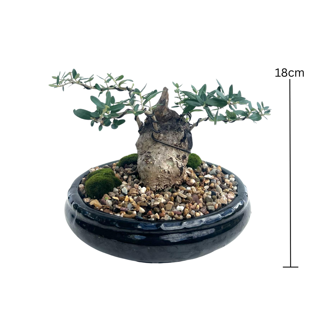 Olive Bonsai (2005)