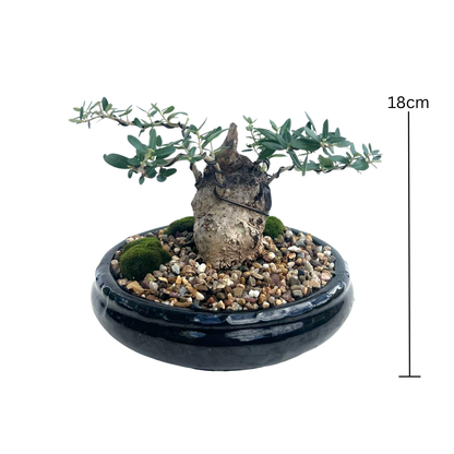 Olive Bonsai (2005)