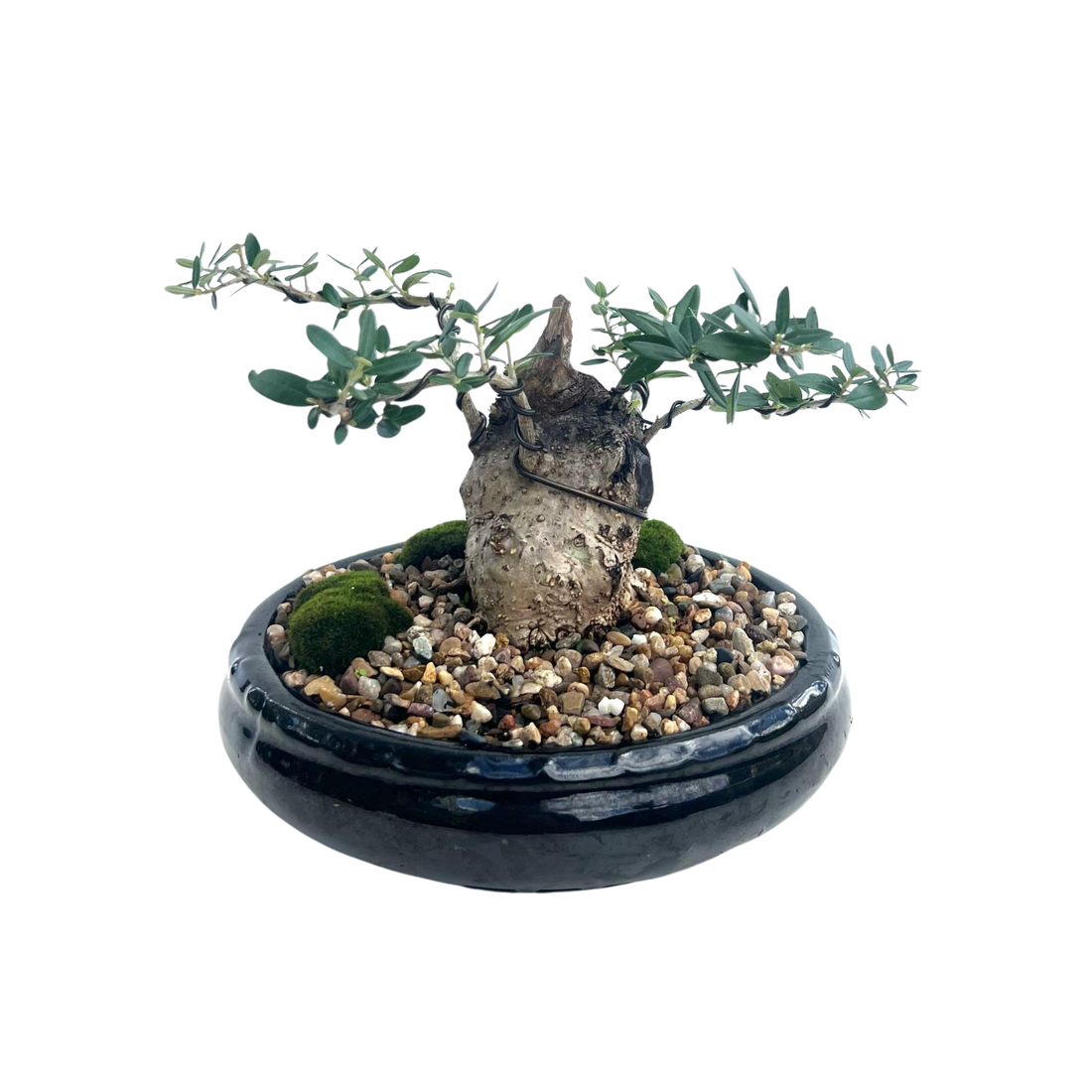 Olive Bonsai (2005)
