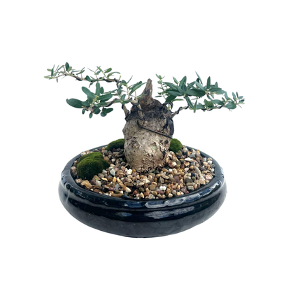 Olive Bonsai (2005)