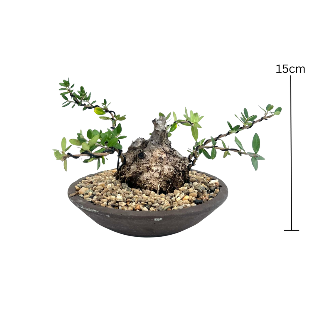 Olive Bonsai (2009)