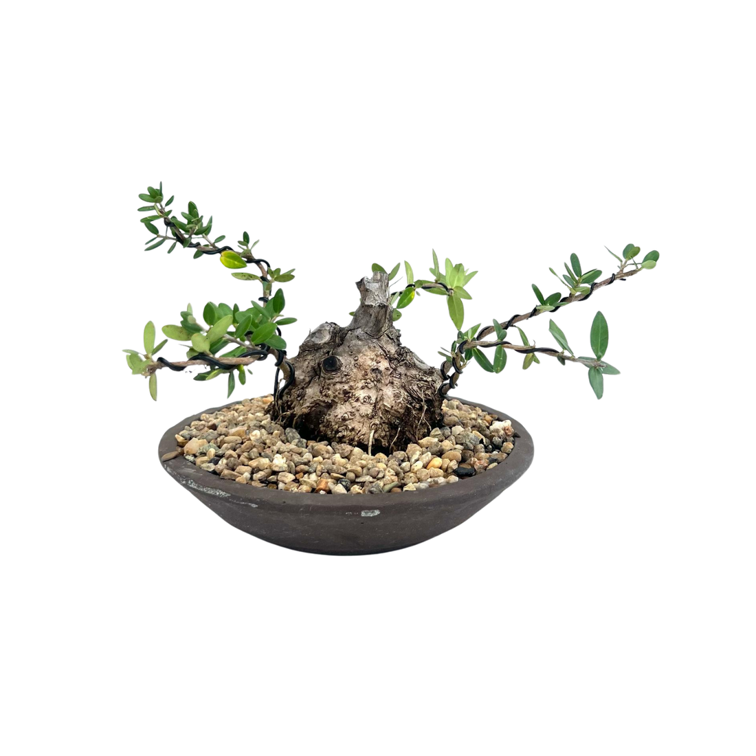 Olive Bonsai (2009)