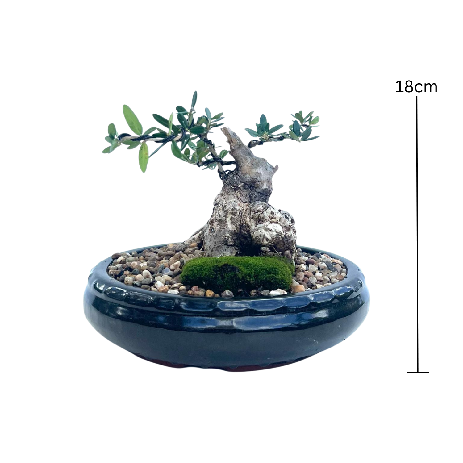 Olive Bonsai (2006)
