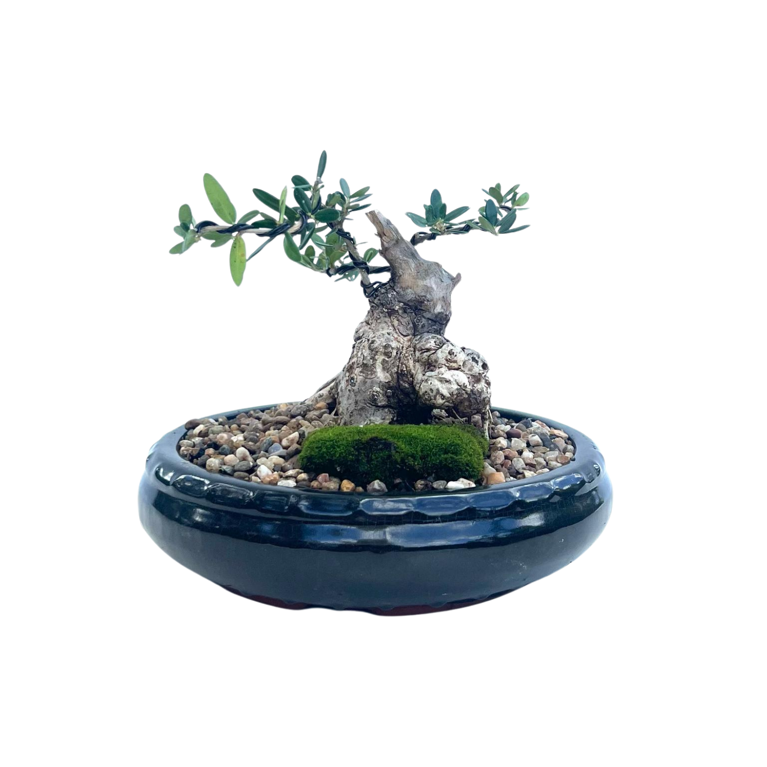 Olive Bonsai (2006)