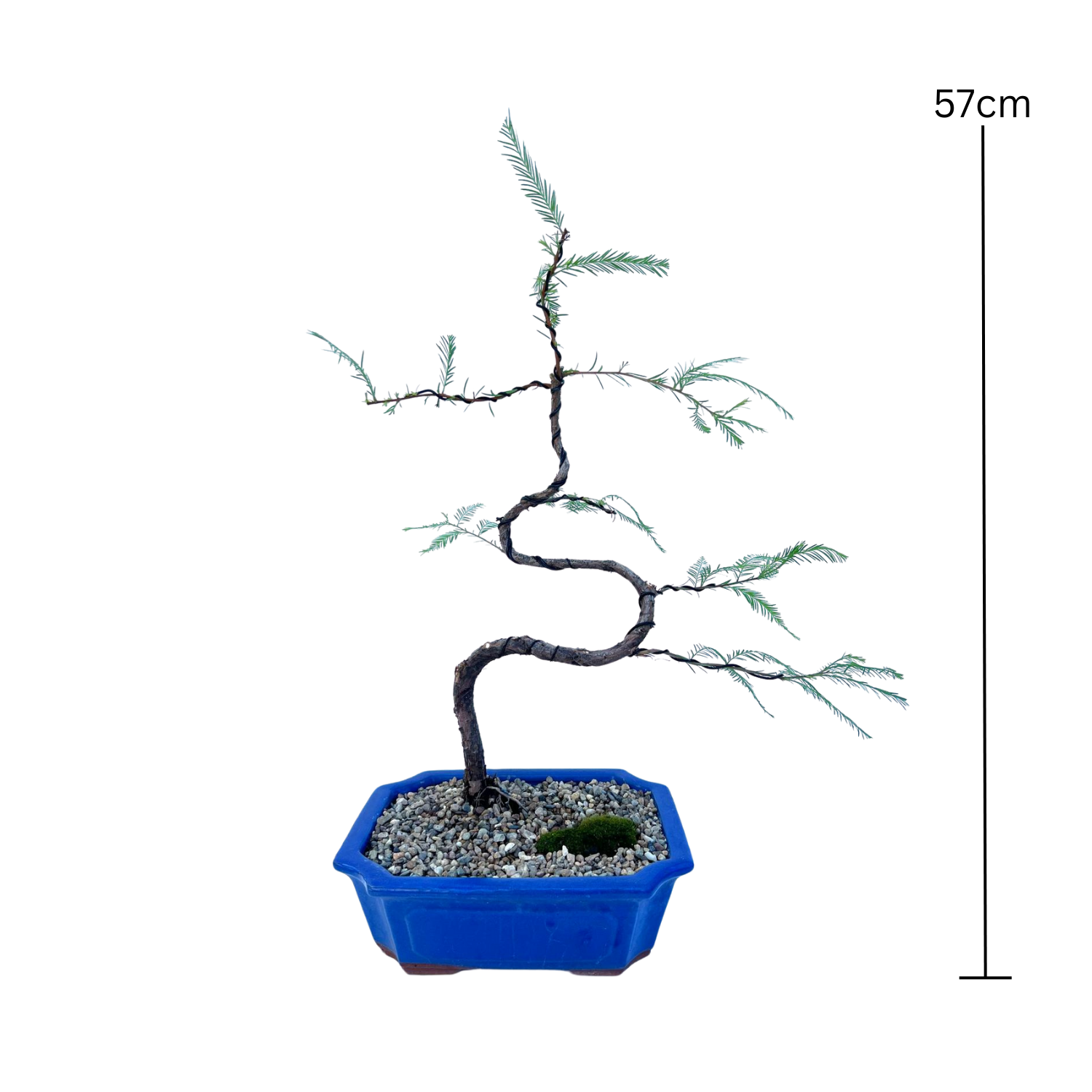 Swamp Cypress Bonsai (2015)