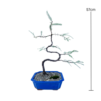 Swamp Cypress Bonsai (2015)