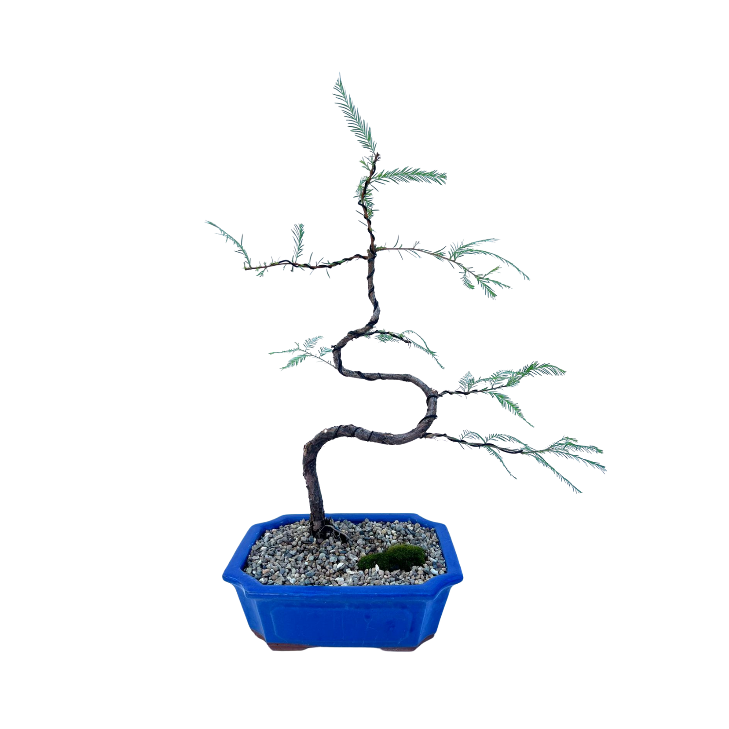 Swamp Cypress Bonsai (2015)