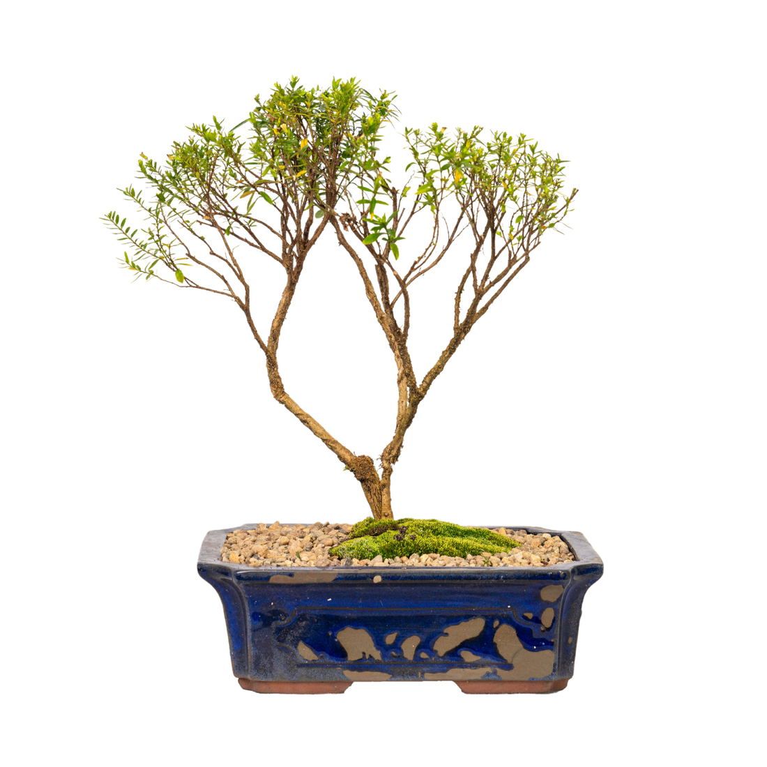 Cuphea Bonsai (2017)