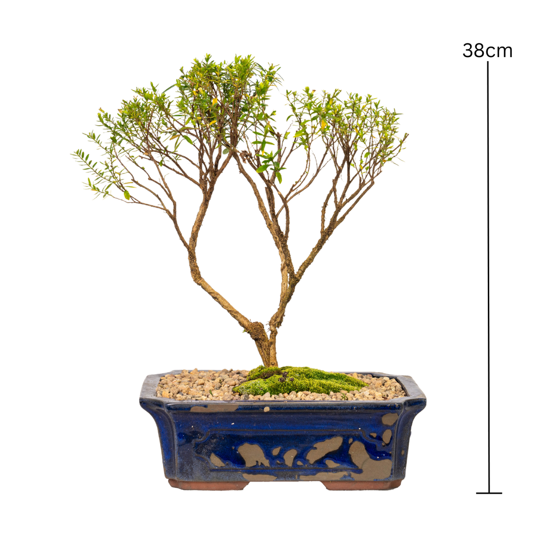 Cuphea Bonsai (2017)