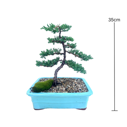 Juniper Bonsai (2011)