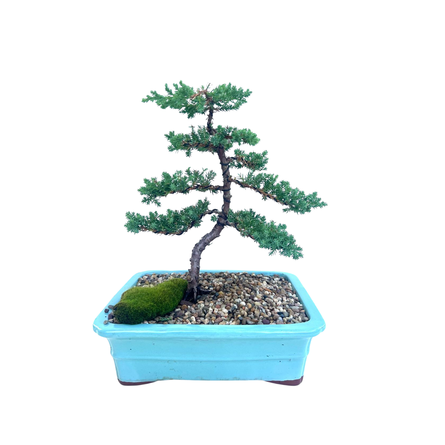Juniper Bonsai (2011)